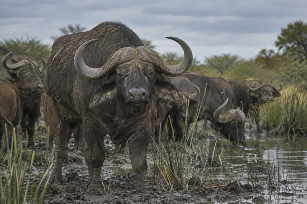 Dans le woodland, African buffalo dans le woodland