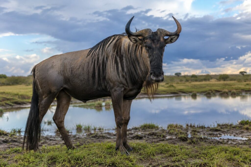 Dans le woodland, blue wildebeest dans le woodland