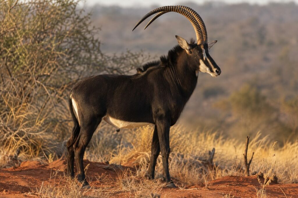 Dans le woodland, sable antelope dans le woodland
