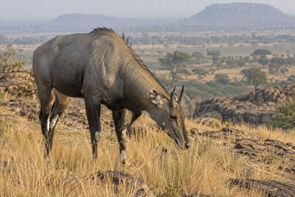Dans les herbes blondes, nilgai sur le plateau
