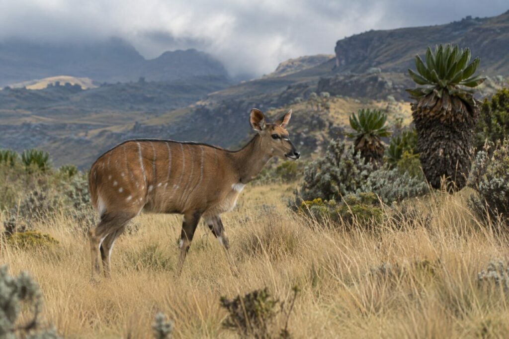 Dans les herbes dorées, nyala de montagne sur une pente éthiopienne