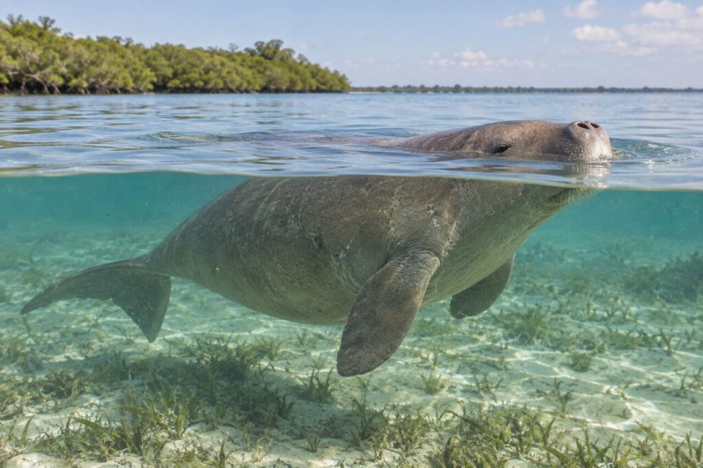 Dans une lagune peu profonde, le dugong Dugong dugon remonte respirer