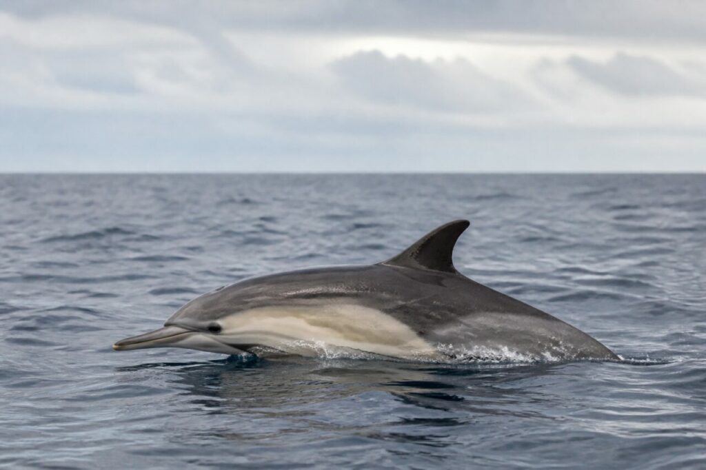 Gewöhnlicher Delfin taucht im grauen Wasser des europäischen Atlantiks auf