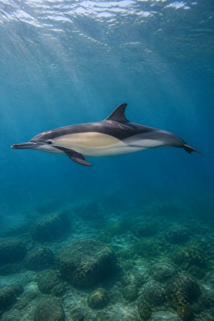 Gewöhnlicher Delfin schwimmt unter klarem Wasser über einer europäischen Felsküste