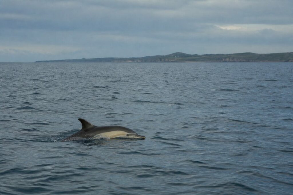 Einsamer Gewöhnlicher Delfin vor einer europäischen Küste im Regenlicht