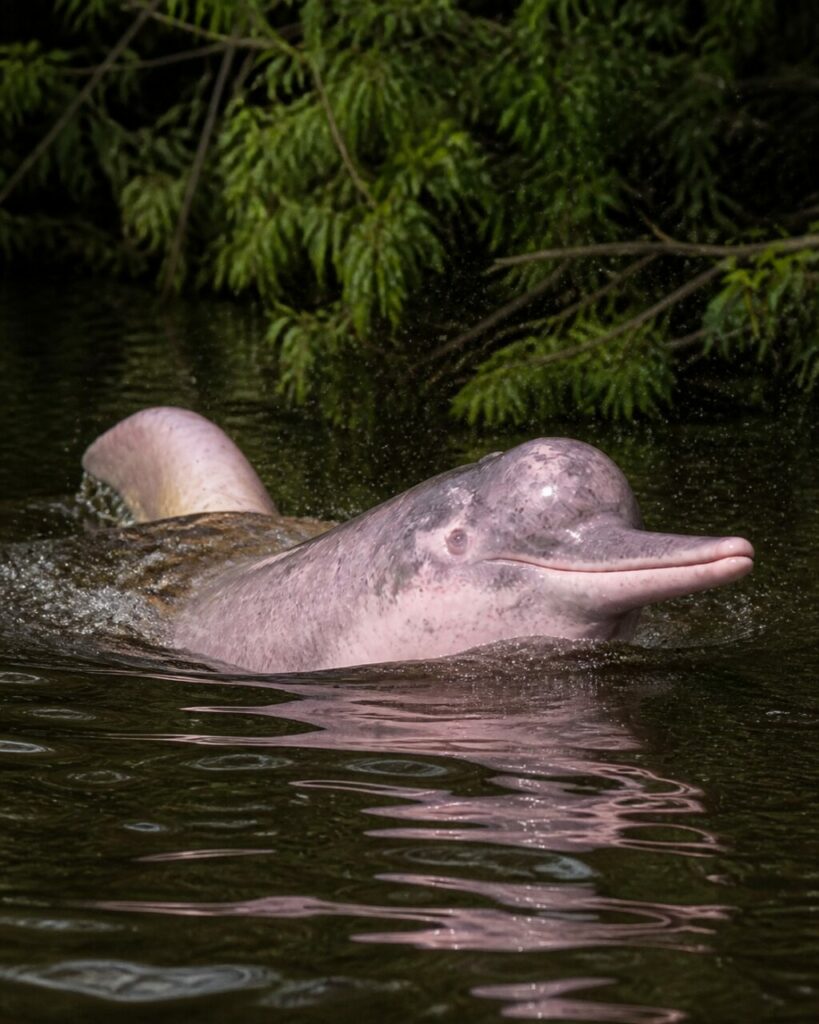 Delfino dellʼAmazzonia — Emersione rosata vicino al fogliame
