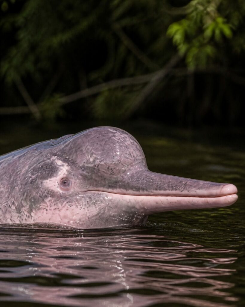 Delfino dellʼAmazzonia — Pelle macchiettata e muso lungo