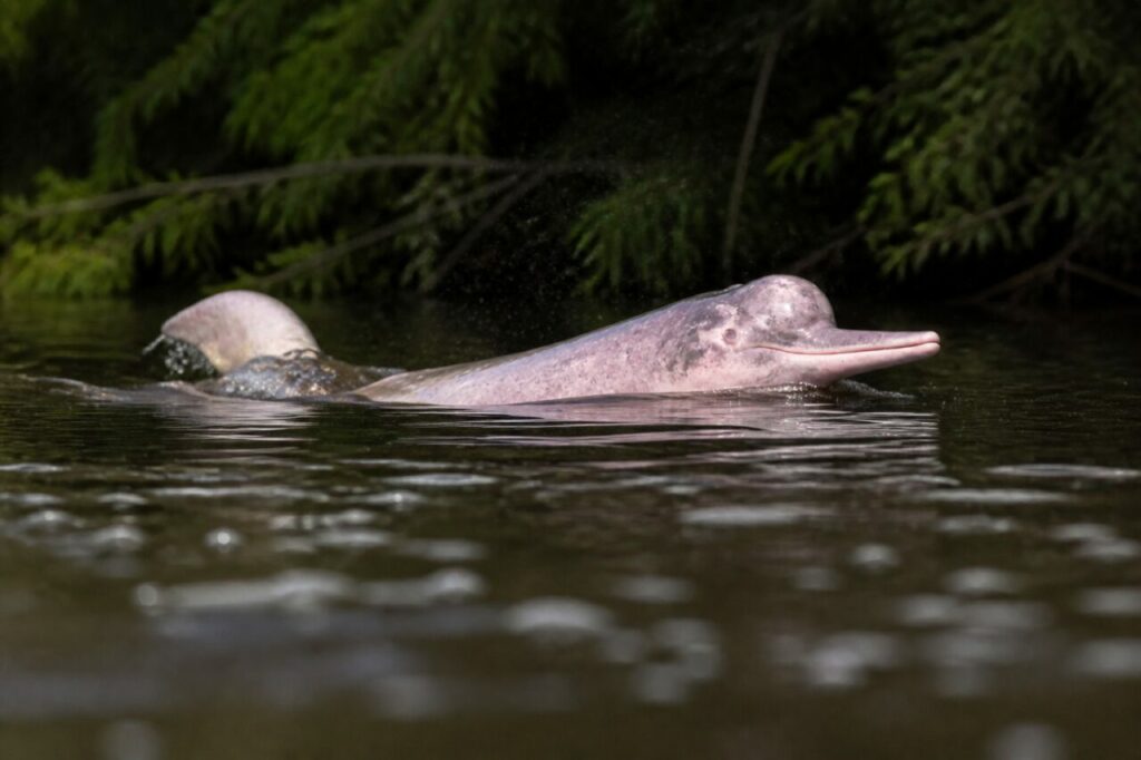 Delfino dellʼAmazzonia — Scivolamento silenzioso in superficie
