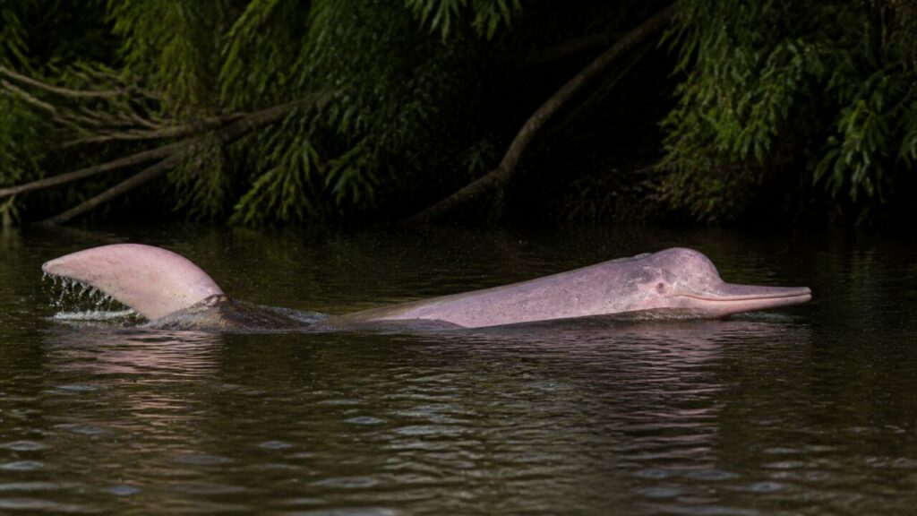 Delfino dellʼAmazzonia — Muso allungato nellʼacqua scura