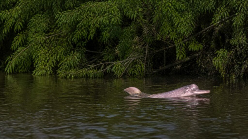 Delfino dellʼAmazzonia — Sagoma ai piedi della riva boscosa