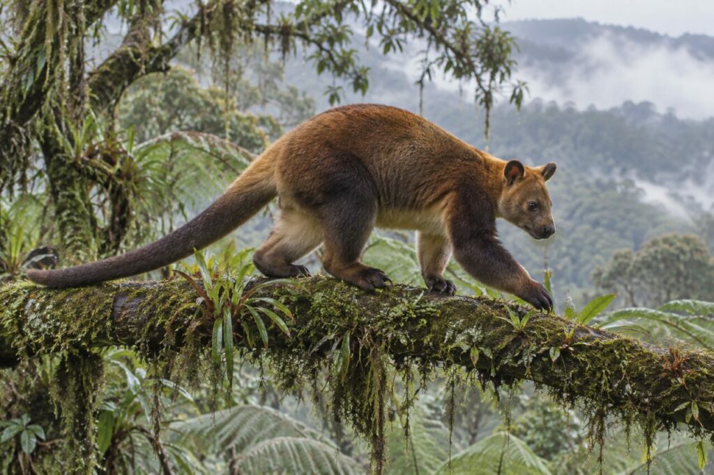 Déplacement de le kangourou arboricole de Matschie sur un tronc couché dans la brume