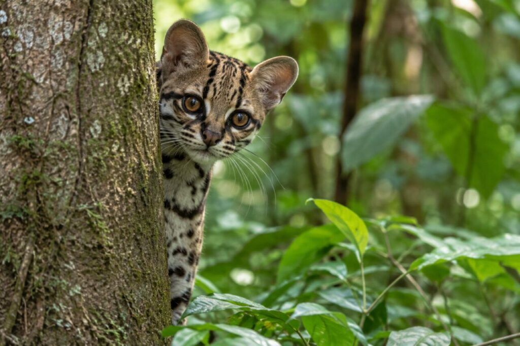 Derrière un tronc moussu, le margay tacheté