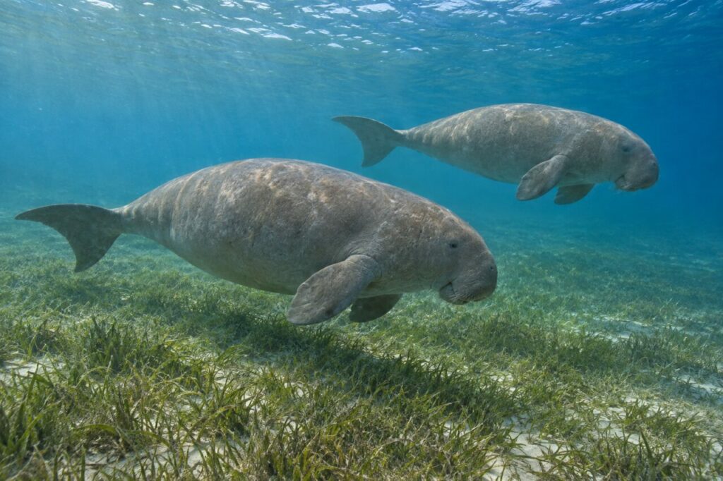 Deux dugongs Dugong dugon nageant au-dessus des herbiers marins