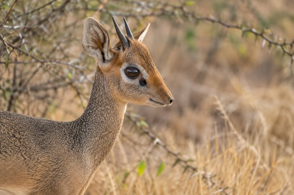 Dik-dik de Kirk — close profile with delicate nose and ears