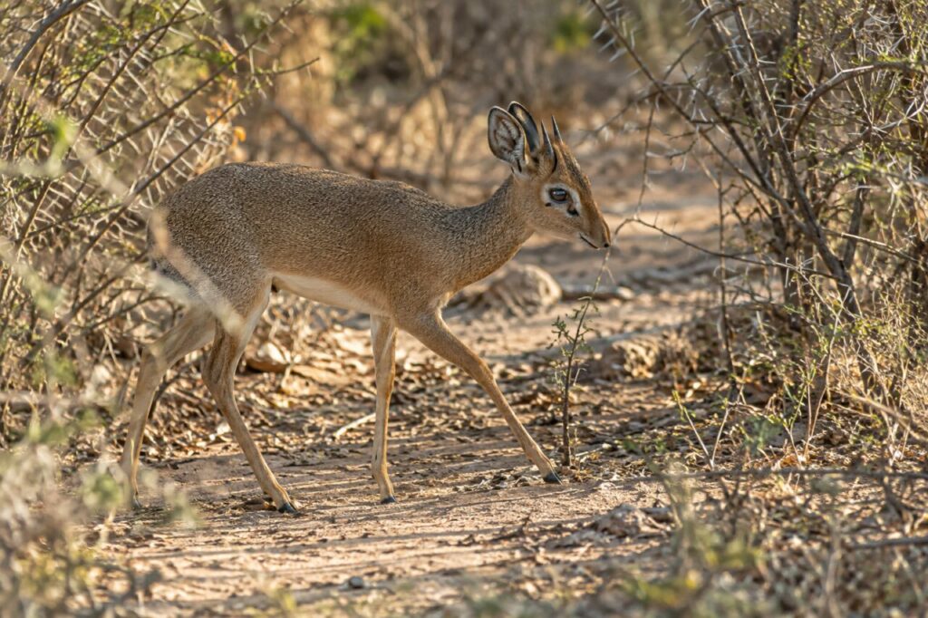 Dik-dik de Kirk — walking through dusty thorn bushes