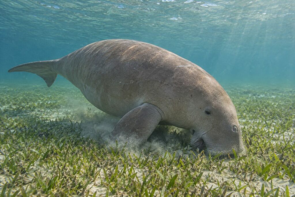 Dugong Dugong dugon broutant un herbier marin dans une lagune tropicale