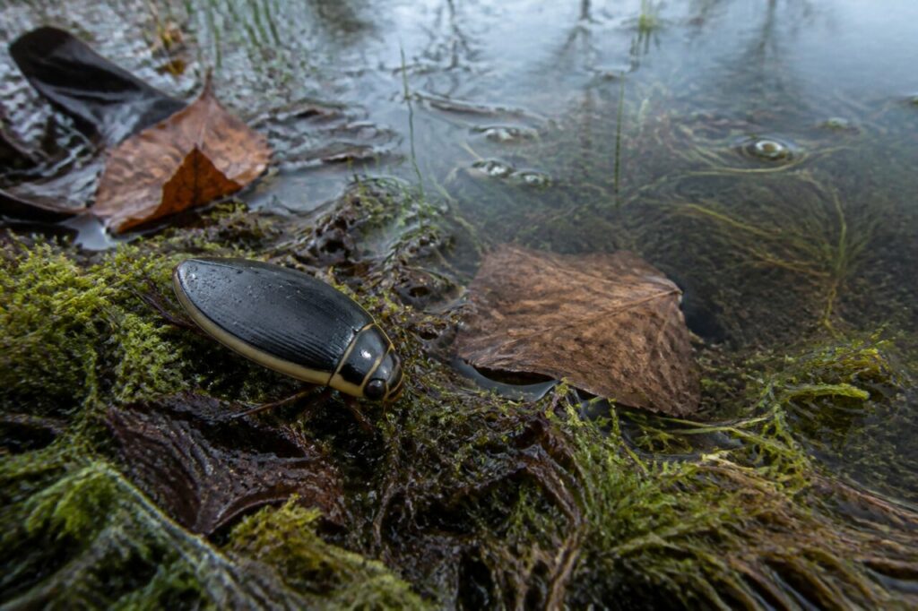 ditisco bordato adulto parzialmente emerso nel muschio umido sul bordo di una pozza forestale europea