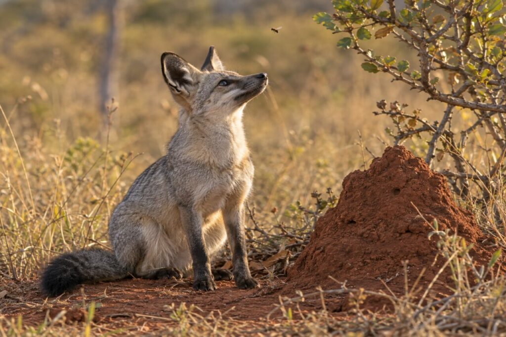 Écoute — Renard des savanes attentif sous les herbes dorées du Cerrado