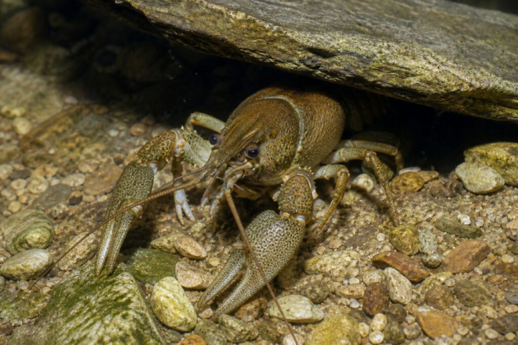 Écrevisse à pattes blanches sous une pierre immergée