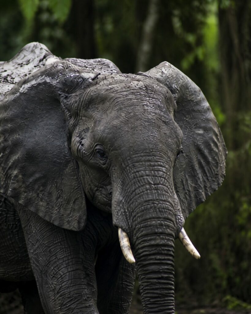 Elefante africano — Zanne e proboscide nella luce morbida