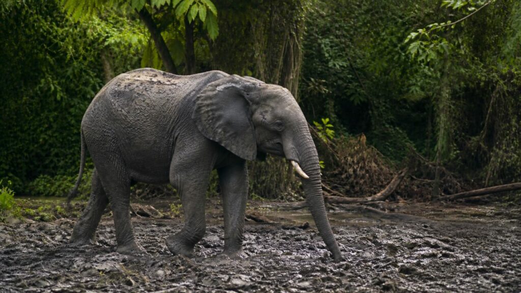 Elefante africano — Attraversa la vegetazione fitta