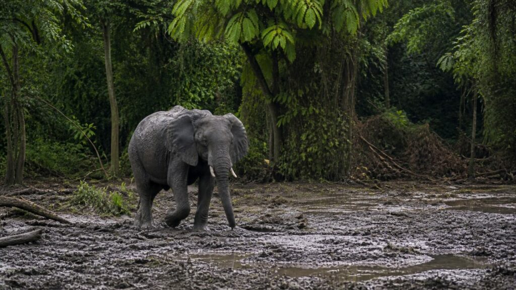 Elefante africano — Sagoma vicino al canale