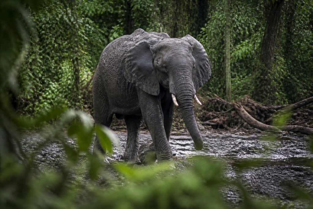Elefante africano — Proboscide sopra lʼacqua fangosa