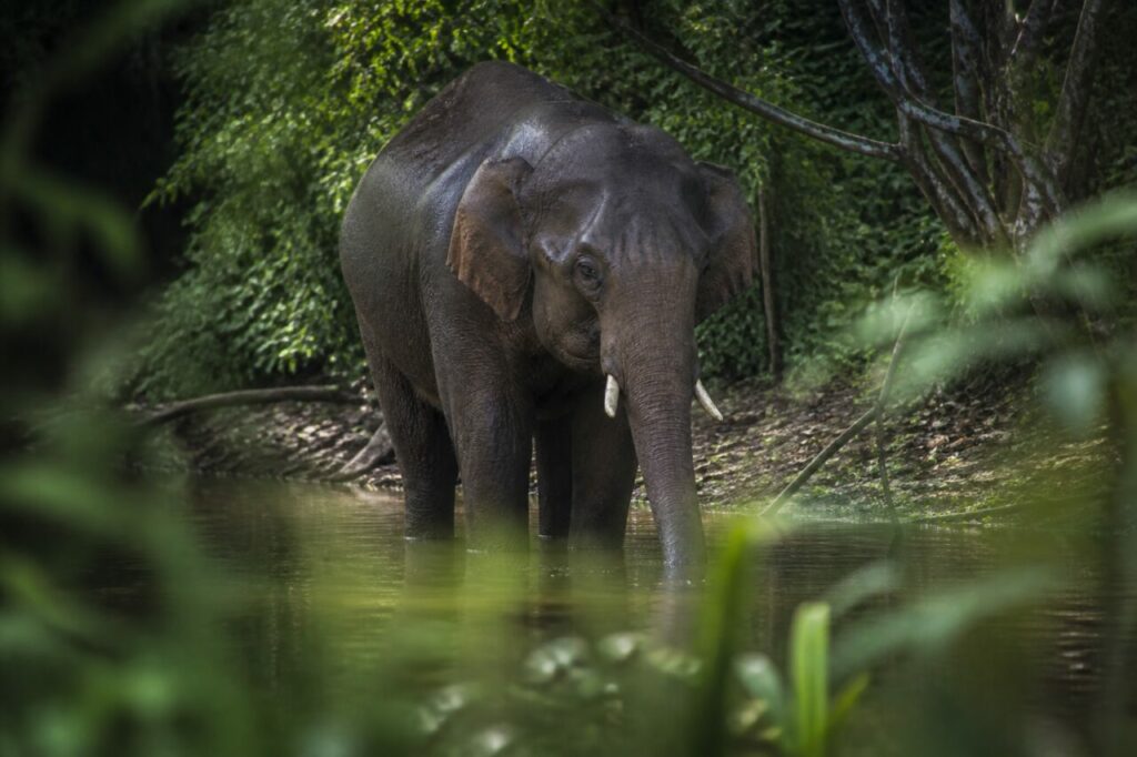 Elefante asiatico — Dietro le foglie della riva