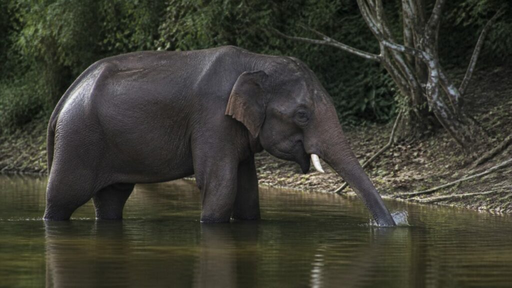 Elefante asiatico — Proboscide distesa nellʼacqua bassa