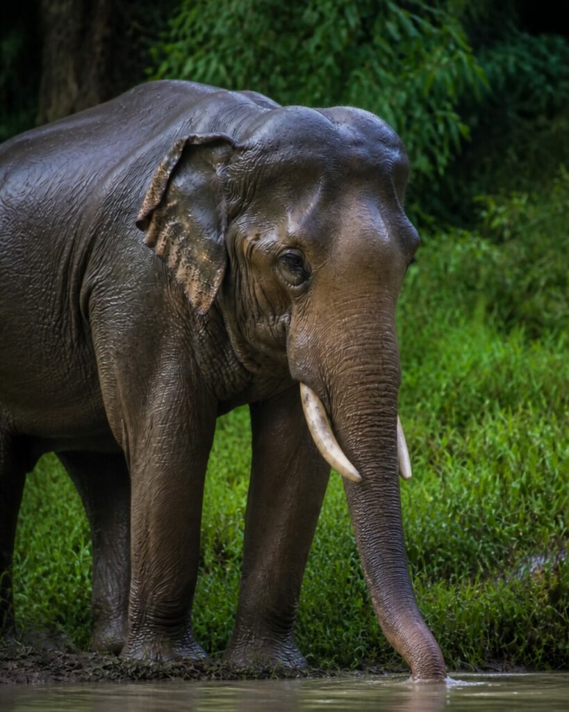 Elefante asiatico — Pelle bagnata tra foglie larghe
