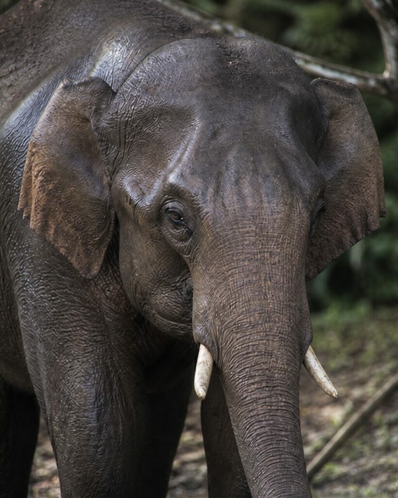 Elefante asiatico — Proboscide e zanne sotto le orecchie