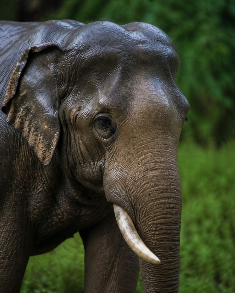 Elefante asiatico — Piccole orecchie intorno alla proboscide