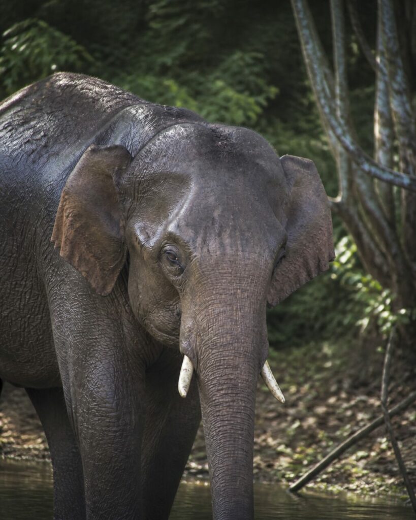 Elefante asiatico — Pelle grigia bagnata accanto al ruscello