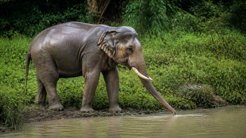 Elefante asiatico — Cammina tra vegetazione e acqua