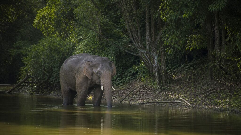 Elefante asiatico — Sagoma nel ruscello della foresta