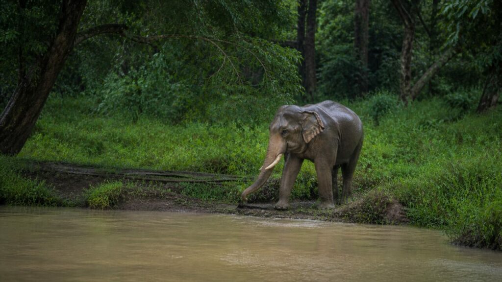 Elefante asiatico — Corpo massiccio nel sottobosco umido