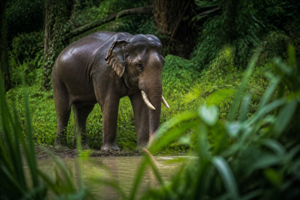 Elefante asiatico — Proboscide abbassata davanti agli alberi