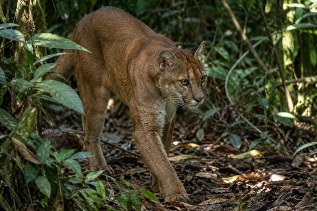 Émergence du chat doré africain sous les feuillages du sentier forestier