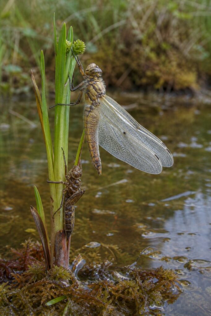 Émergence de Libellula quadrimaculata sur une plante de mare acide européenne