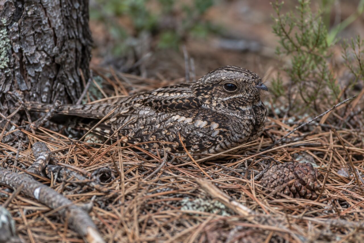 Chotacabras europeo de las landas — camouflaged among dry needles
