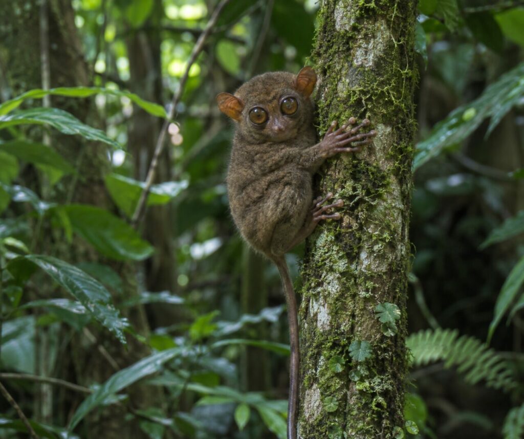 Entre deux tiges moussues, tarsier des Philippines dans le sous-bois (Carlito syrichta)