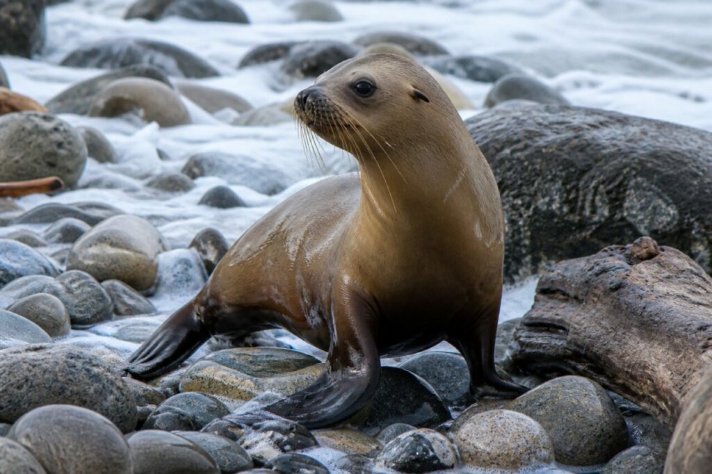 Entre l’écume et le bois flotté, une otarie se dresse sur des galets mouillés