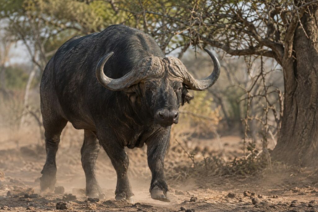 Entre les miombo woodland, African buffalo au bord des dry grass