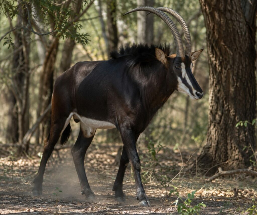 Entre les miombo woodland, sable antelope au bord des dry grass