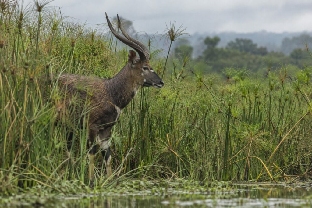 Entre les papyrus, sitatunga au bord des roseaux