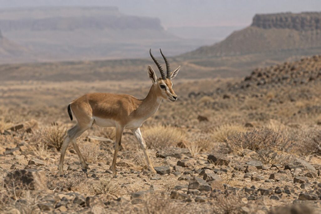 Entre les rochers, gazelle dorcas dans la plaine sèche
