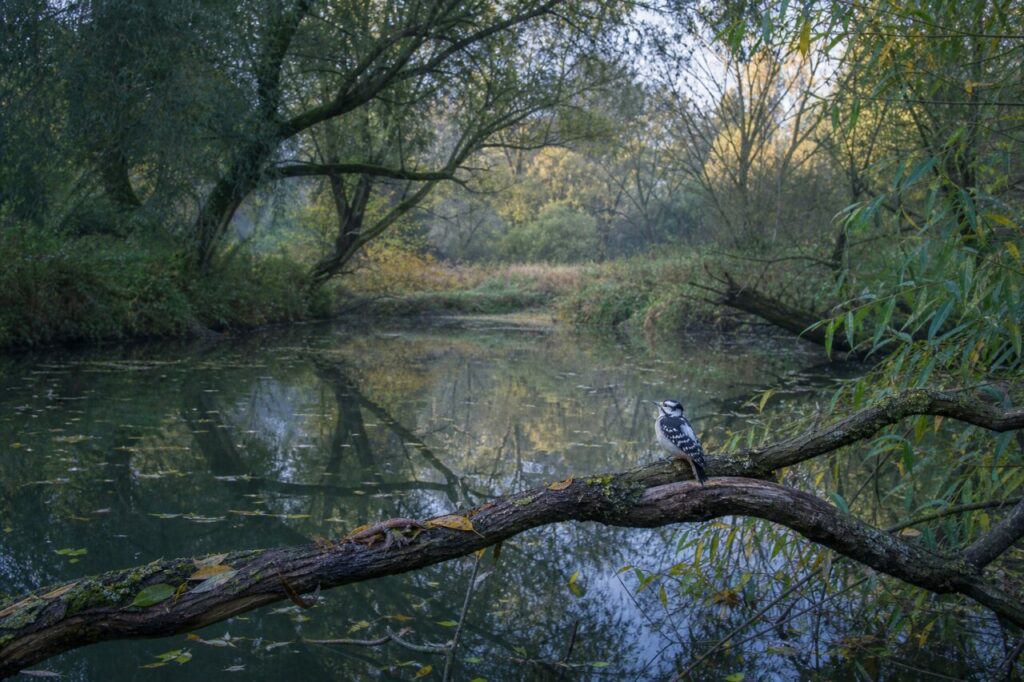 Épeichette adulte Dryobates minor seule sur une branche au-dessus d’un bras calme de rivière européenne au crépuscule