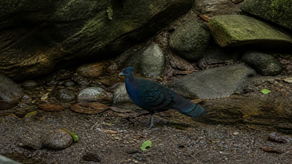 Fagiano pavone di Palawan — Uccello discreto sotto le foglie basse