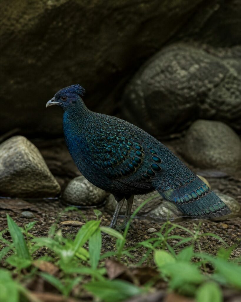 Fagiano pavone di Palawan — Occhielli luminosi sopra le foglie