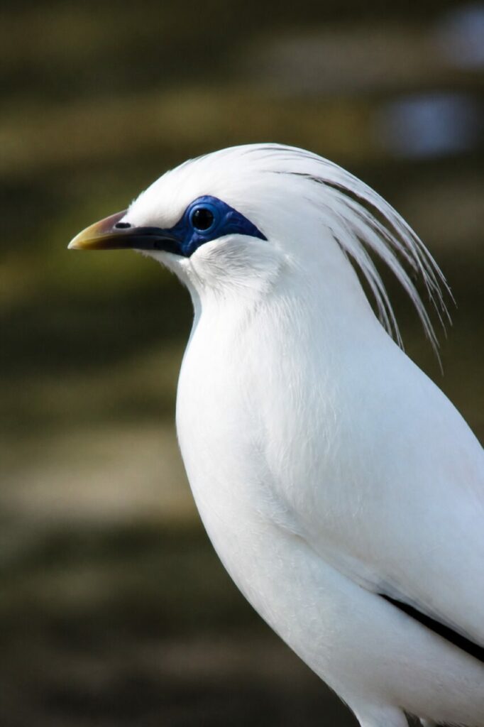 Storno di Bali — Pelle blu intorno allʼocchio